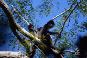 Wildlife Jungle Hiking Experience Detach
