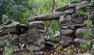 wildlife jungle hiking