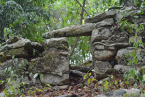 Wildlife Jungle Hiking Experience Detach
