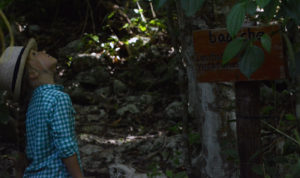 wildlife jungle hiking