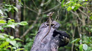 wildlife jungle hiking