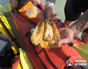 sian kaan kayak snorkel adventure