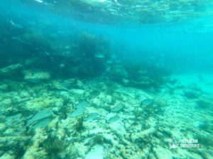 sian kaan kayak snorkel adventure