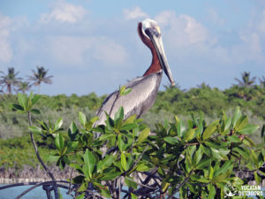 animals in nature