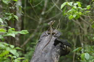 animals in nature