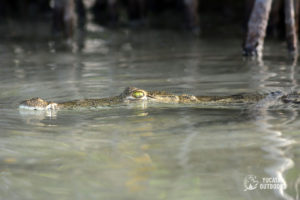 crocodile in lake