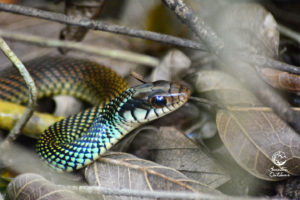 snake on top of leaves