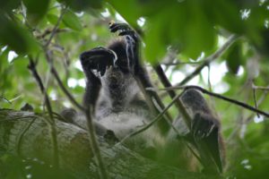 animals in nature