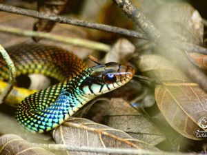 snake on top of leaves