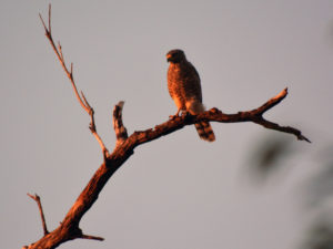 Birding