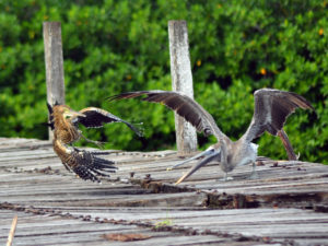 Birding