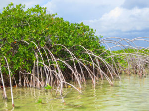 Red Mangrove