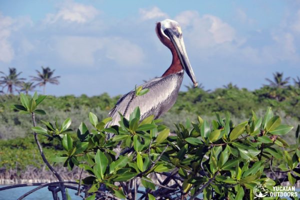 Wildlife Jungle Hiking Experience