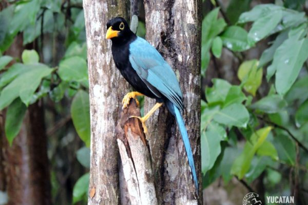 Jungle Birdwatching