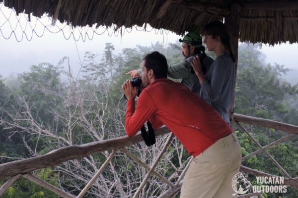 Jungle Birdwatching