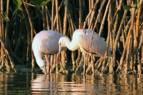 Wildlife Jungle Hiking Experience