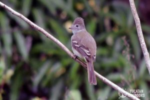 Jungle Birdwatching