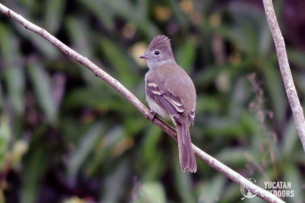 Jungle Birdwatching