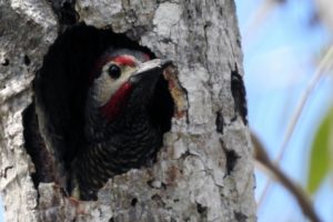 Jungle Birdwatching