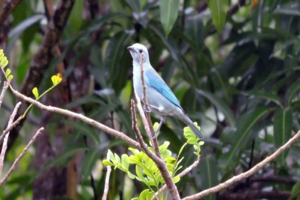 Jungle Birdwatching