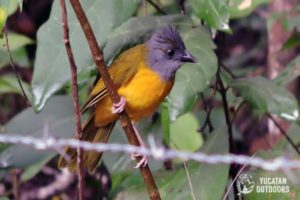 Jungle Birdwatching