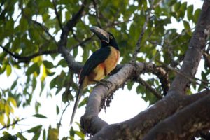Jungle Birdwatching