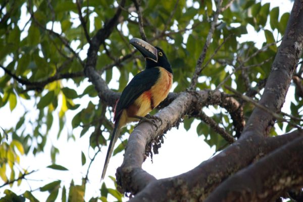 Jungle Birdwatching