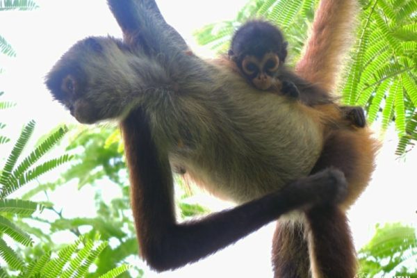 Wildlife Jungle Hiking Experience