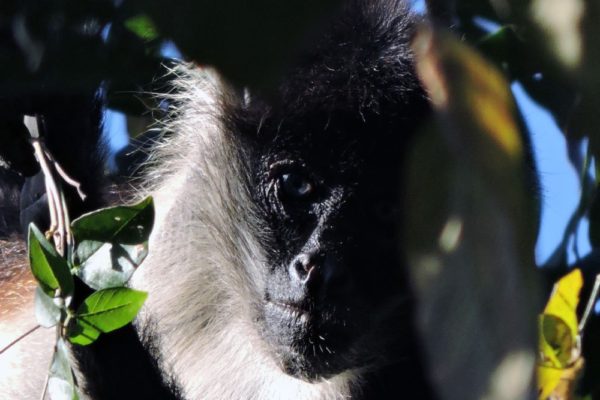 Wildlife Jungle Hiking Experience