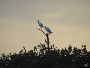 bird