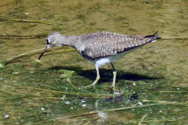 Wildlife Jungle Hiking Experience