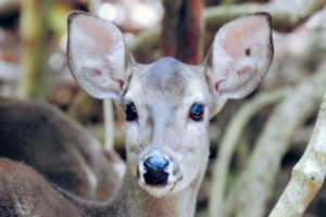 Wildlife Jungle Hiking Experience