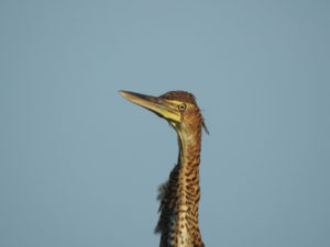 bird