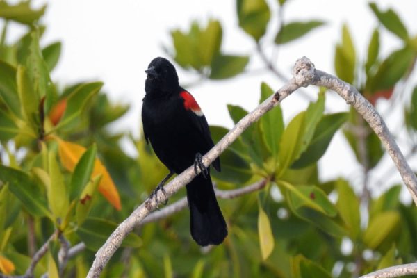 bird