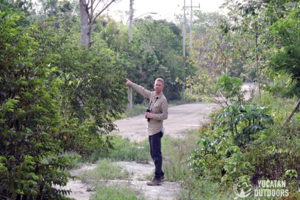 Jungle Birdwatching