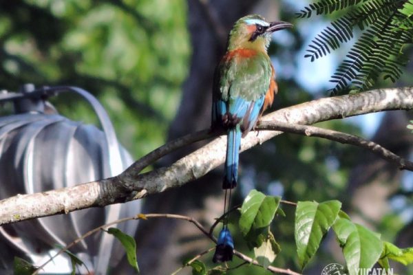 Jungle Birdwatching