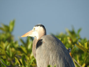 bird