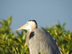 bird