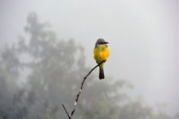 Jungle Birdwatching