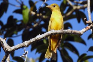Jungle Birdwatching