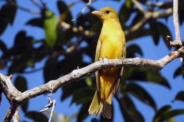 Jungle Birdwatching