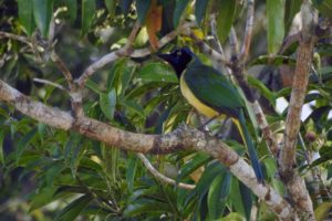 Jungle Birdwatching