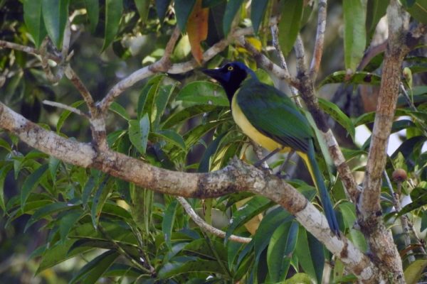 Jungle Birdwatching
