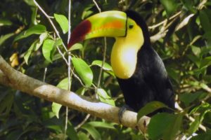Jungle Birdwatching