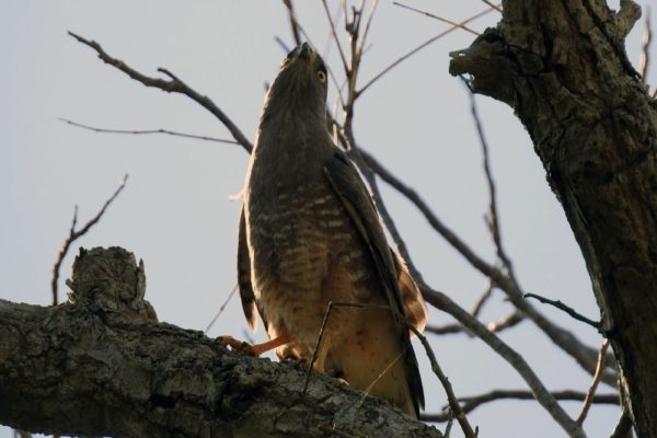 Jungle Birdwatching