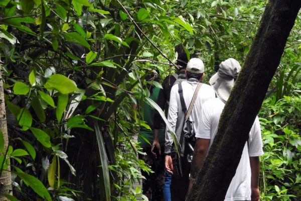 Jungle Birdwatching