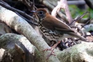 Jungle Birdwatching