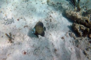 Snorkeling in the Caribbean. Cenotes & Mesoamerican Coral Reef