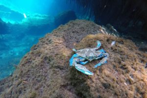 Snorkeling in the Caribbean. Cenotes & Mesoamerican Coral Reef