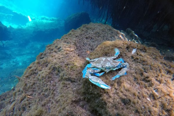 Snorkeling in the Caribbean. Cenotes & Mesoamerican Coral Reef